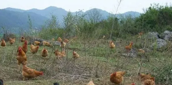 夏季养鸡的六个小妙招 | 妙招大全