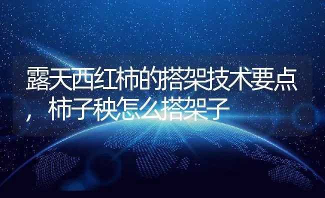 露天西红柿的搭架技术要点,柿子秧怎么搭架子 | 养殖学堂