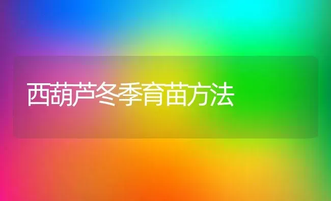 西葫芦冬季育苗方法 | 养殖技术大全