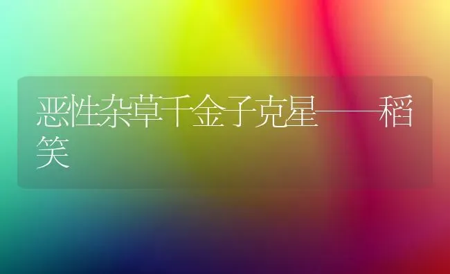 恶性杂草千金子克星——稻笑 | 养殖知识
