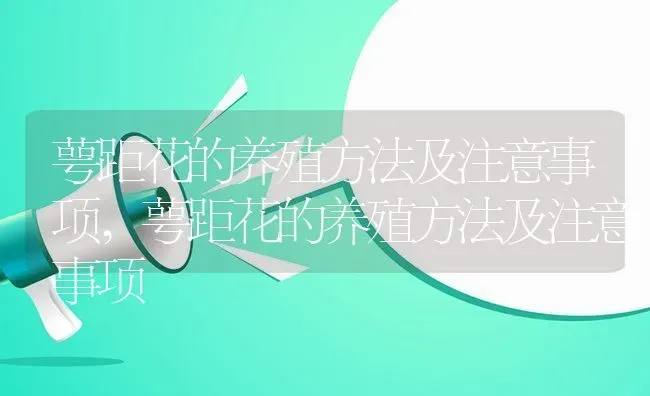 萼距花的养殖方法及注意事项,萼距花的养殖方法及注意事项 | 养殖科普