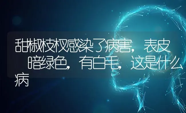 甜椒枝杈感染了病害,表皮 暗绿色,有白毛,这是什么病 | 养殖技术大全