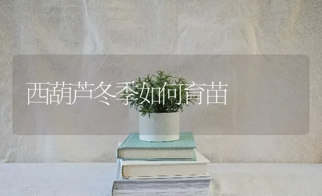 西葫芦冬季如何育苗 | 养殖技术大全