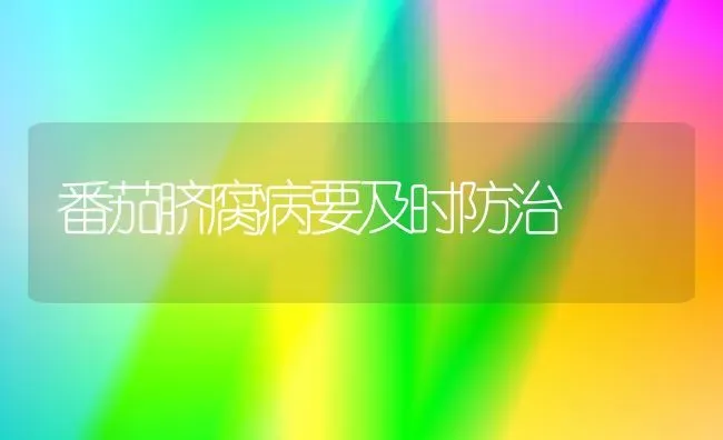 番茄脐腐病要及时防治 | 养殖技术大全