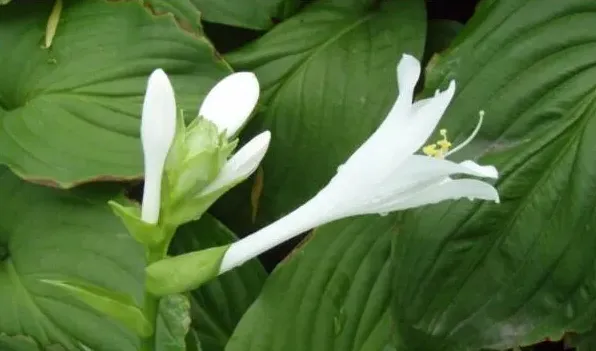 玉簪花怎么不开花 | 妙招大全