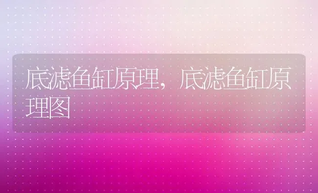 底滤鱼缸原理,底滤鱼缸原理图 | 养殖学堂