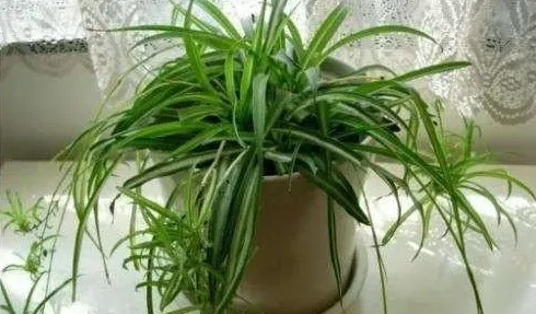 适合室内养的植物花卉有哪些,什么花最容易在室内生长？