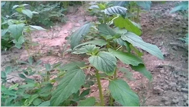 芝麻苗期管理重点 | 农广天地