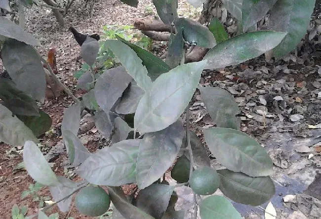 植物学出来能干什么,关于生物的工作有哪些？