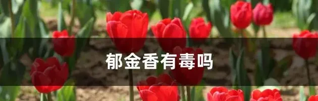 郁金香叶子怎么剪,郁金香枝叶有毒吗？