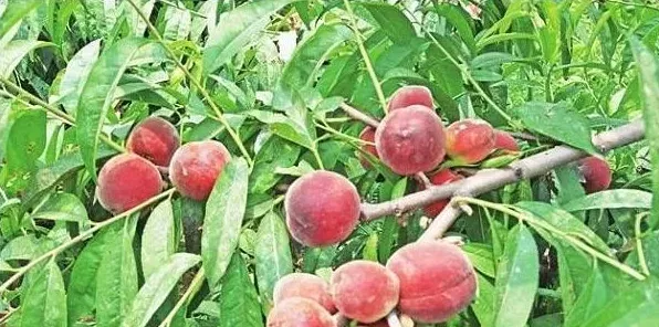 桃树优质高产栽培管理要点 | 农广天地