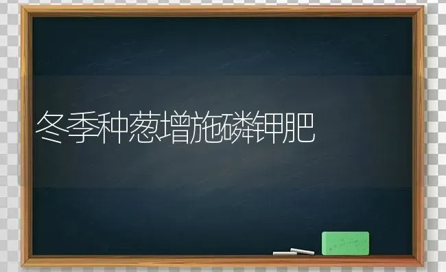 冬季种葱增施磷钾肥 | 养殖技术大全