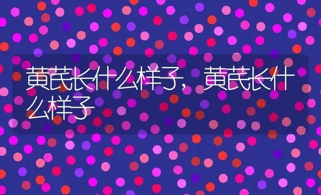 黄芪长什么样子,黄芪长什么样子 | 养殖科普