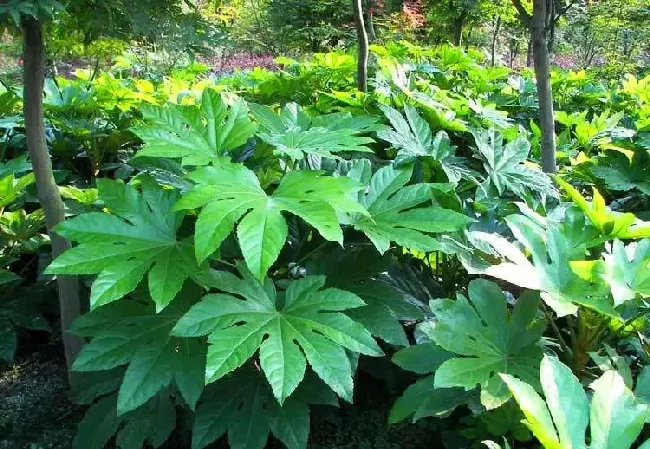 八角金盘是什么植物,八角金盘开花有毒吗？
