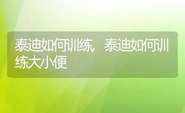 泰迪如何训练,泰迪如何训练大小便 | 养殖科普