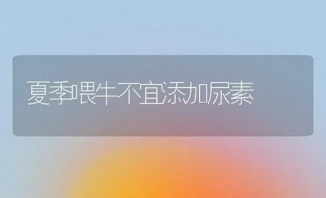 夏季喂牛不宜添加尿素 | 养殖技术大全