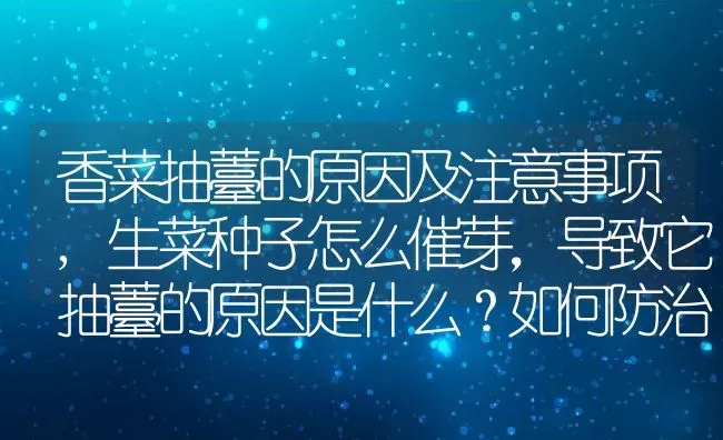 香菜抽薹的原因及注意事项,生菜种子怎么催芽，导致它抽薹的原因是什么？如何防治 | 养殖学堂