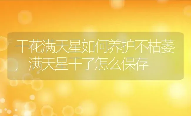 干花满天星如何养护不枯萎,满天星干了怎么保存 | 养殖学堂