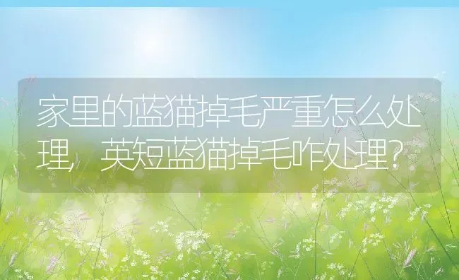 家里的蓝猫掉毛严重怎么处理,英短蓝猫掉毛咋处理？ | 养殖学堂