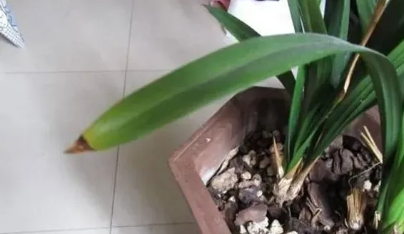 兰花叶尖发黑干枯是什么原因,还没覆盆的兰花为啥焦尖？