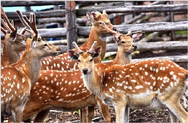 鹿茸怎么吃效果比较好 | 生活妙招