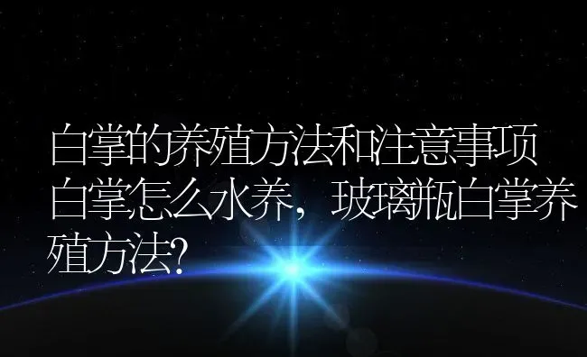 白掌的养殖方法和注意事项白掌怎么水养,玻璃瓶白掌养殖方法？ | 养殖科普
