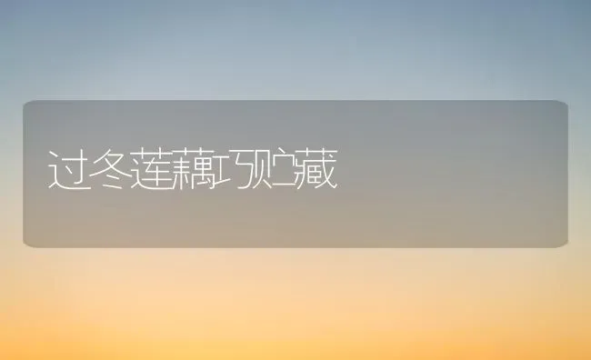 过冬莲藕巧贮藏 | 养殖知识