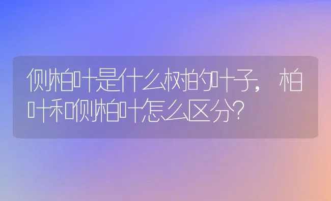 侧柏叶是什么树的叶子,柏叶和侧柏叶怎么区分？ | 养殖科普