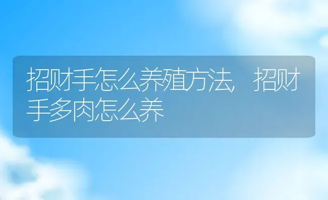 招财手怎么养殖方法,招财手多肉怎么养 | 养殖学堂