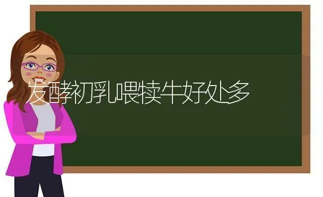 发酵初乳喂犊牛好处多 | 养殖技术大全
