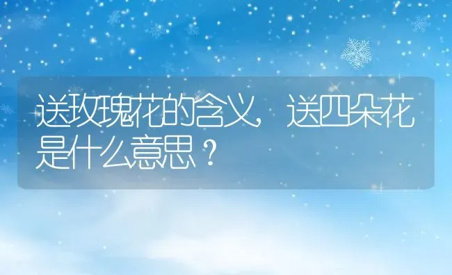 送玫瑰花的含义,送四朵花是什么意思？ | 养殖科普