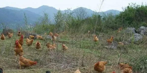 散养土鸡要注意什么问题？这3种病菌要小心防范！ | 生活常识