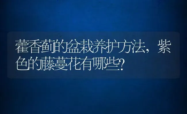 藿香蓟的盆栽养护方法,紫色的藤蔓花有哪些？ | 养殖科普