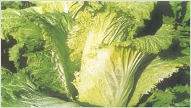 大白菜怎样防止低温冻害 | 生活妙招