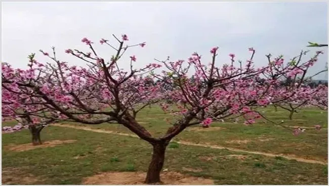 桃树疏花疏果技术 | 实用知识