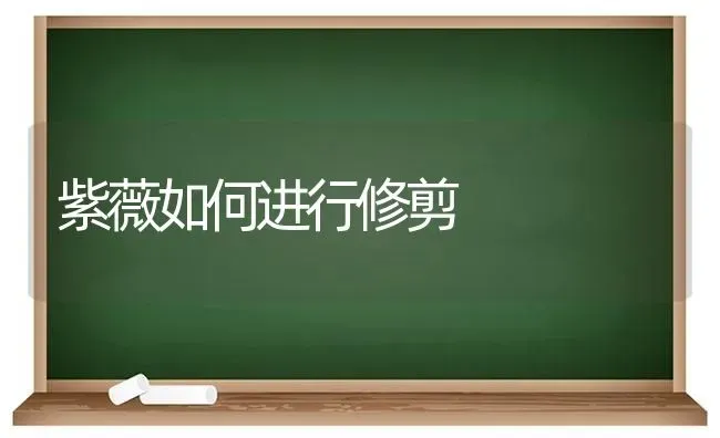 紫薇如何进行修剪 | 养殖知识