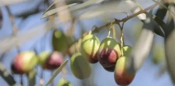 橄榄的种植技术及管理要点 | 常识大全