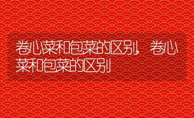 卷心菜和包菜的区别,卷心菜和包菜的区别 | 养殖科普
