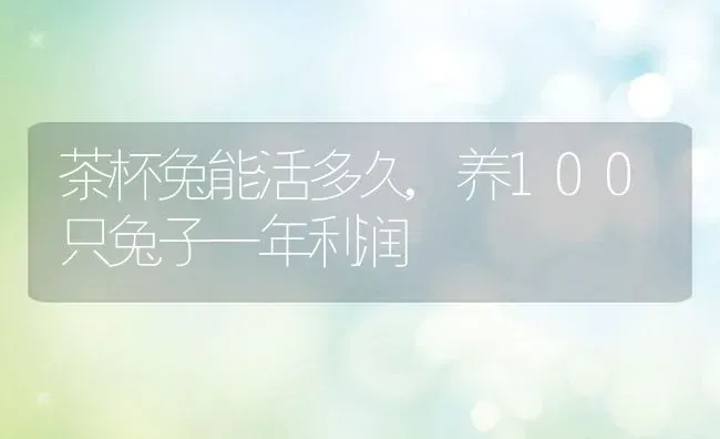 茶杯兔能活多久,养100只兔子一年利润 | 养殖资料