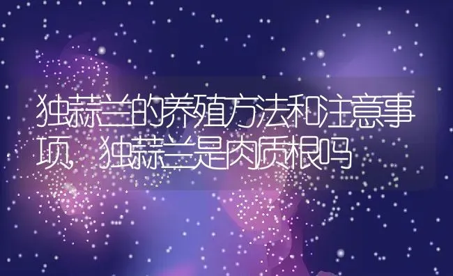 独蒜兰的养殖方法和注意事项,独蒜兰是肉质根吗 | 养殖学堂