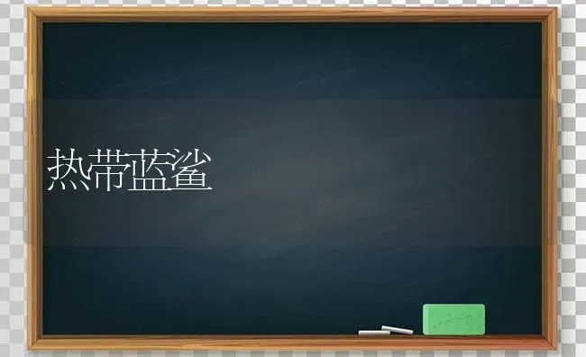 热带蓝鲨 | 养殖知识