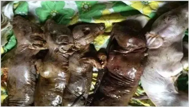 母猪产死胎的原因是什么 | 生活妙招