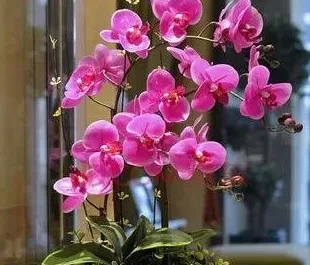 适合室内养的植物花卉有哪些,什么花最容易在室内生长？