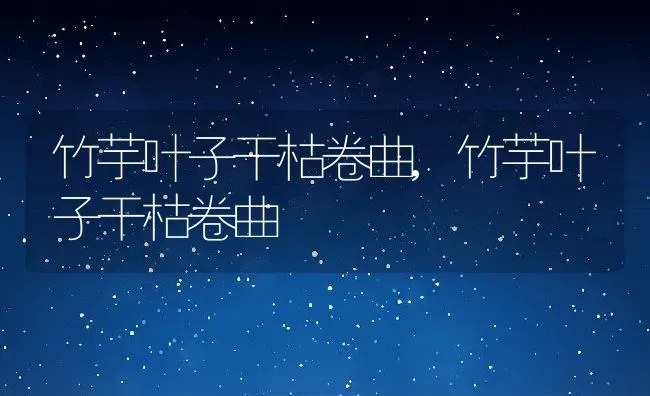 竹芋叶子干枯卷曲,竹芋叶子干枯卷曲 | 养殖科普