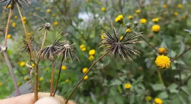 鬼害怕什么花,鬼最怕什么东西？