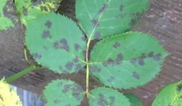 月季花的病虫害怎么防治,月季花上长虫子怎么办？