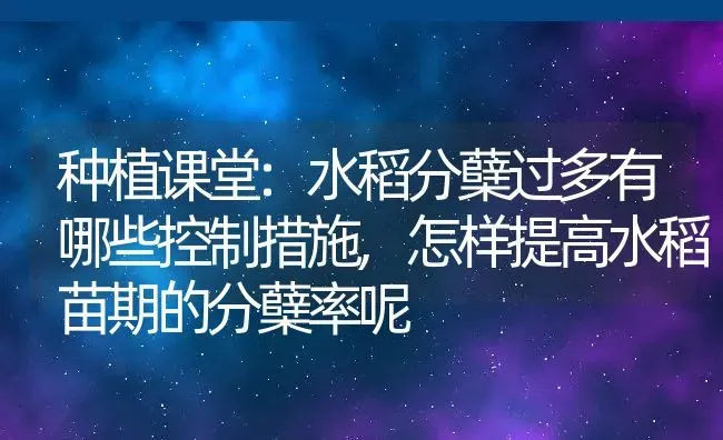 种植课堂:水稻分蘖过多有哪些控制措施,怎样提高水稻苗期的分蘖率呢 | 养殖学堂
