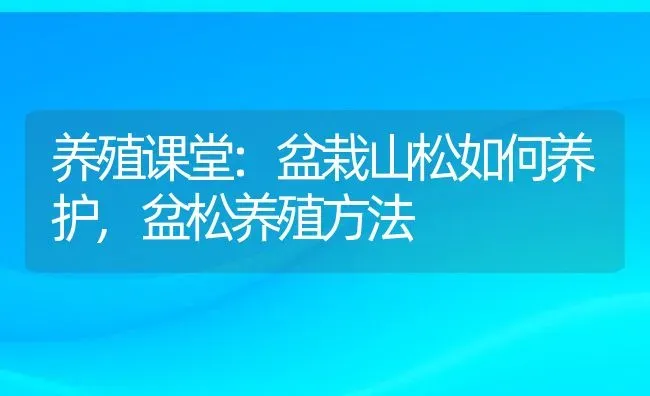 养殖课堂:盆栽山松如何养护,盆松养殖方法 | 养殖学堂