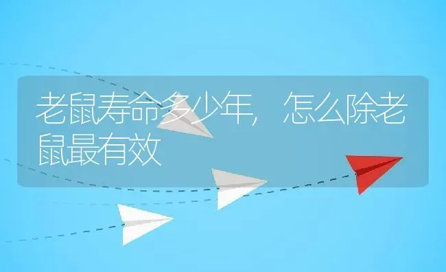 老鼠寿命多少年,怎么除老鼠最有效 | 养殖资料