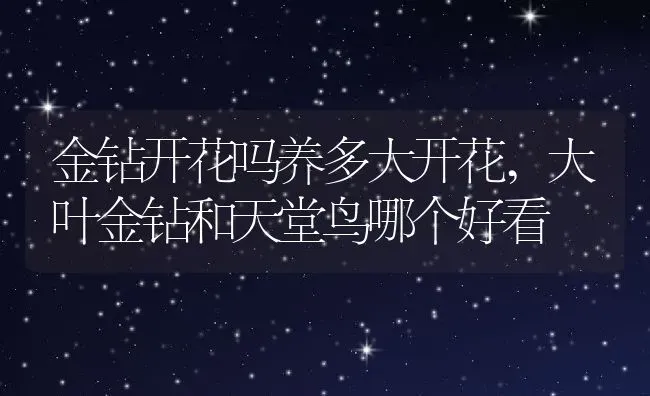 金钻开花吗养多大开花,大叶金钻和天堂鸟哪个好看 | 养殖学堂